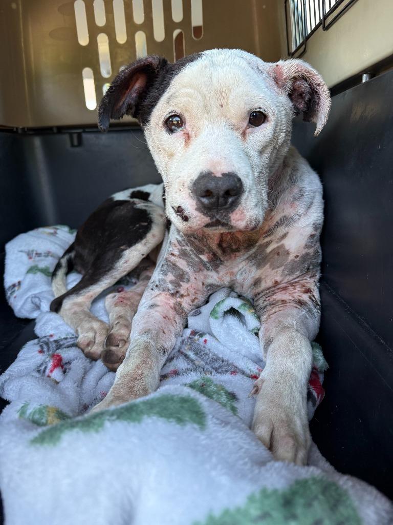 Enlarge Maxine, a Adoptable mixed breed in Effingham, SC image 3/3