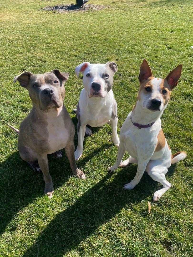 Frisco, Adopted, Adult Male Australian Cattle Dog / Blue Heeler.