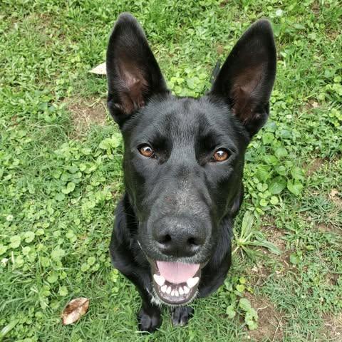 Dozer, a Adoptable German Shepherd Dog in Johnston , RI image 5/6