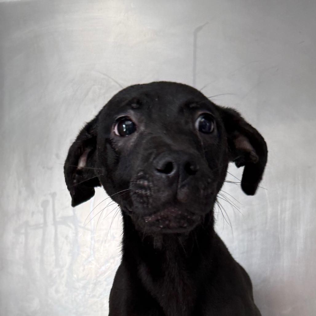 Fitz, Adoptable, Young Male Black Labrador Retriever & Mixed Breed.