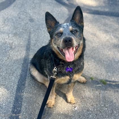 John, a Adoptable mixed breed in Merriam, KS image 1/3