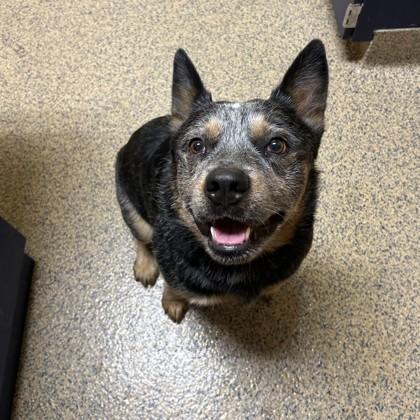 John, Adoptable, Adult Male Australian Cattle Dog / Blue Heeler & Mixed Breed.
