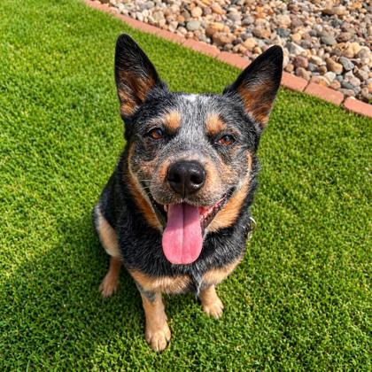 John, a Adoptable mixed breed in Merriam, KS image 3/3