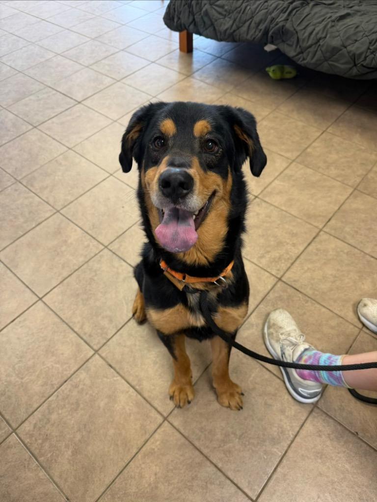 Jax, Adoptable, Adult Male Rottweiler & Shepherd.