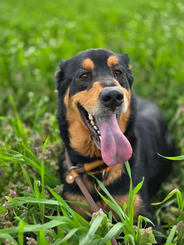 Enlarge Jax, a Adoptable mixed breed in Marion, OH image 2/4