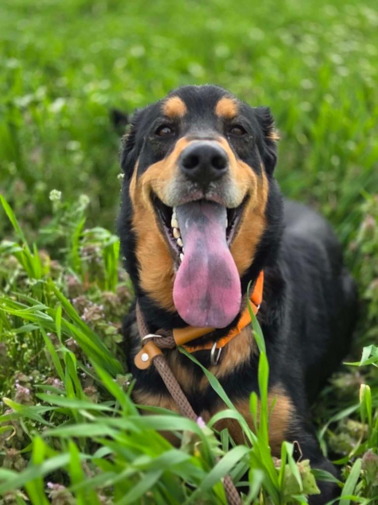 Enlarge Jax, a Adoptable mixed breed in Marion, OH image 3/4