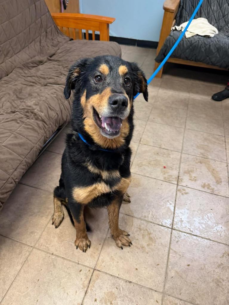 Enlarge Jax, a Adoptable mixed breed in Marion, OH image 4/4