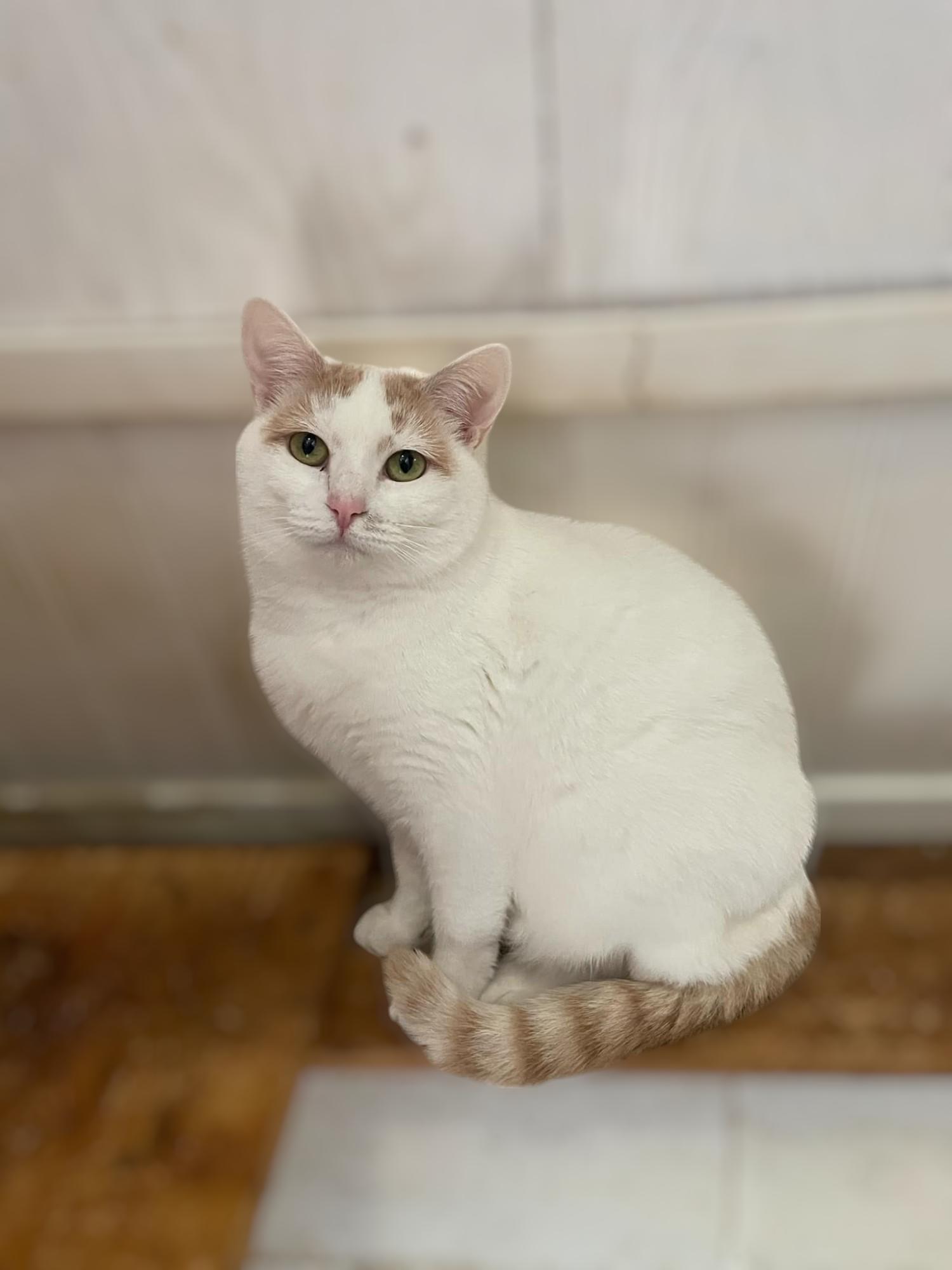 Fancy, Adoptable, Adult Female Domestic Short Hair.