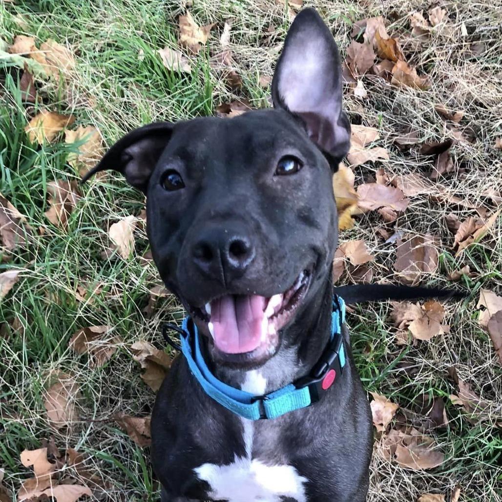 Enlarge Moksha, a Adoptable Pit Bull Terrier in Wichita, KS image 1/2