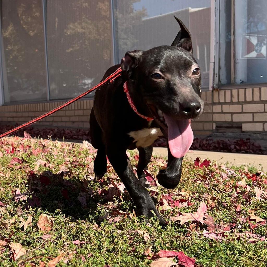 Enlarge Moksha, a Adoptable Pit Bull Terrier in Wichita, KS image 2/2