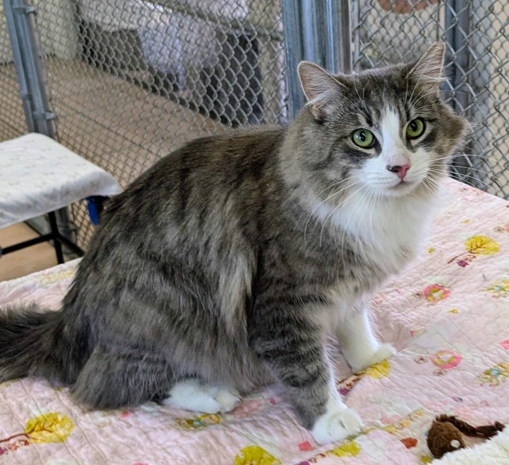 Steven Tyler, Adoptable, Adult Male Domestic Medium Hair.