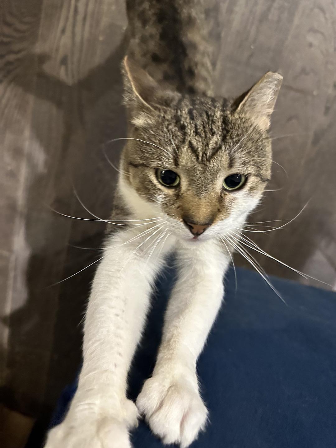 Ludlow Porch, Adopted, Adult Male Domestic Short Hair.