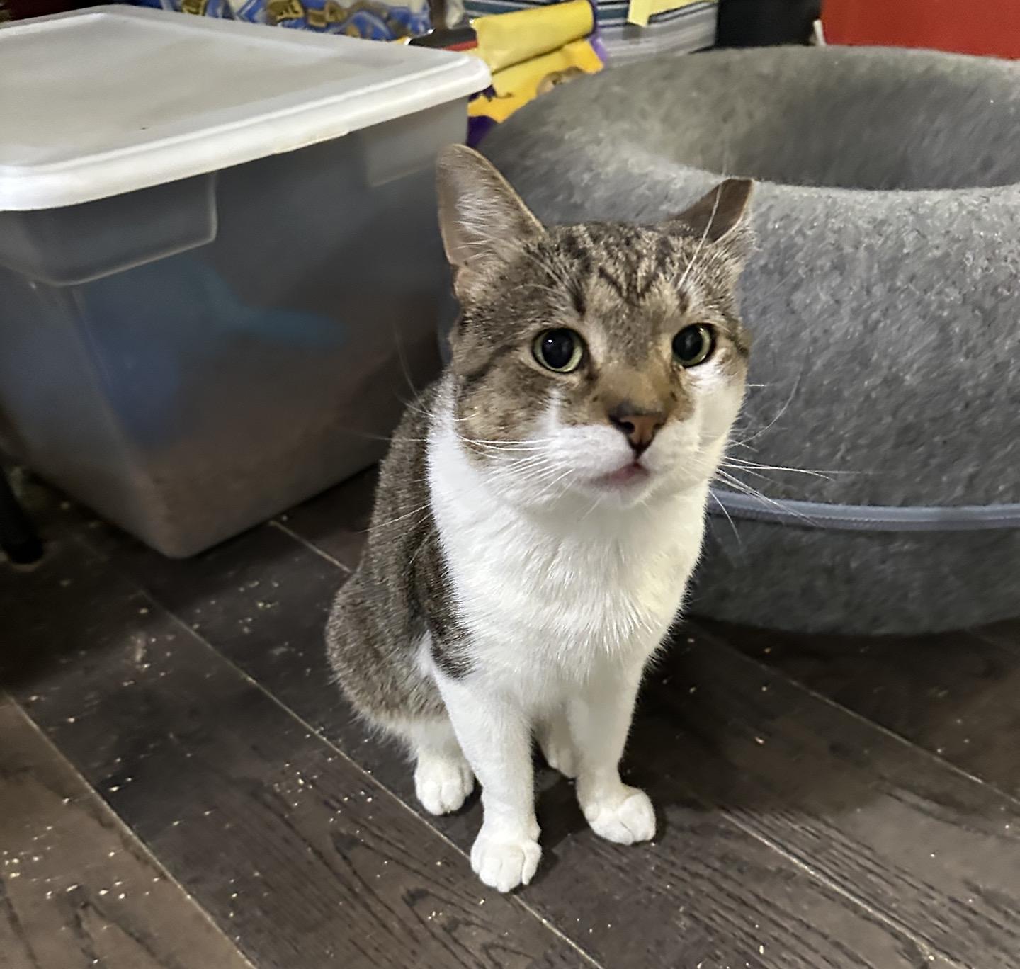 Enlarge Ludlow Porch, a Adopted Domestic Short Hair in Philadelphia, PA image 3/3