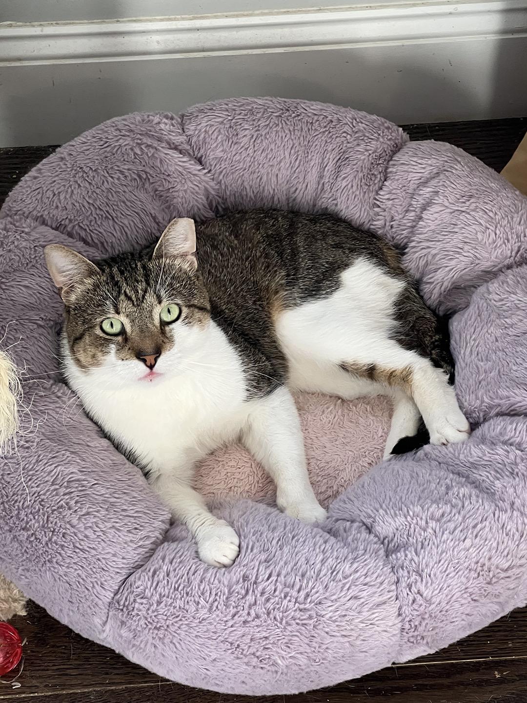 Enlarge Ludlow Porch, a Adopted Domestic Short Hair in Philadelphia, PA image 2/3