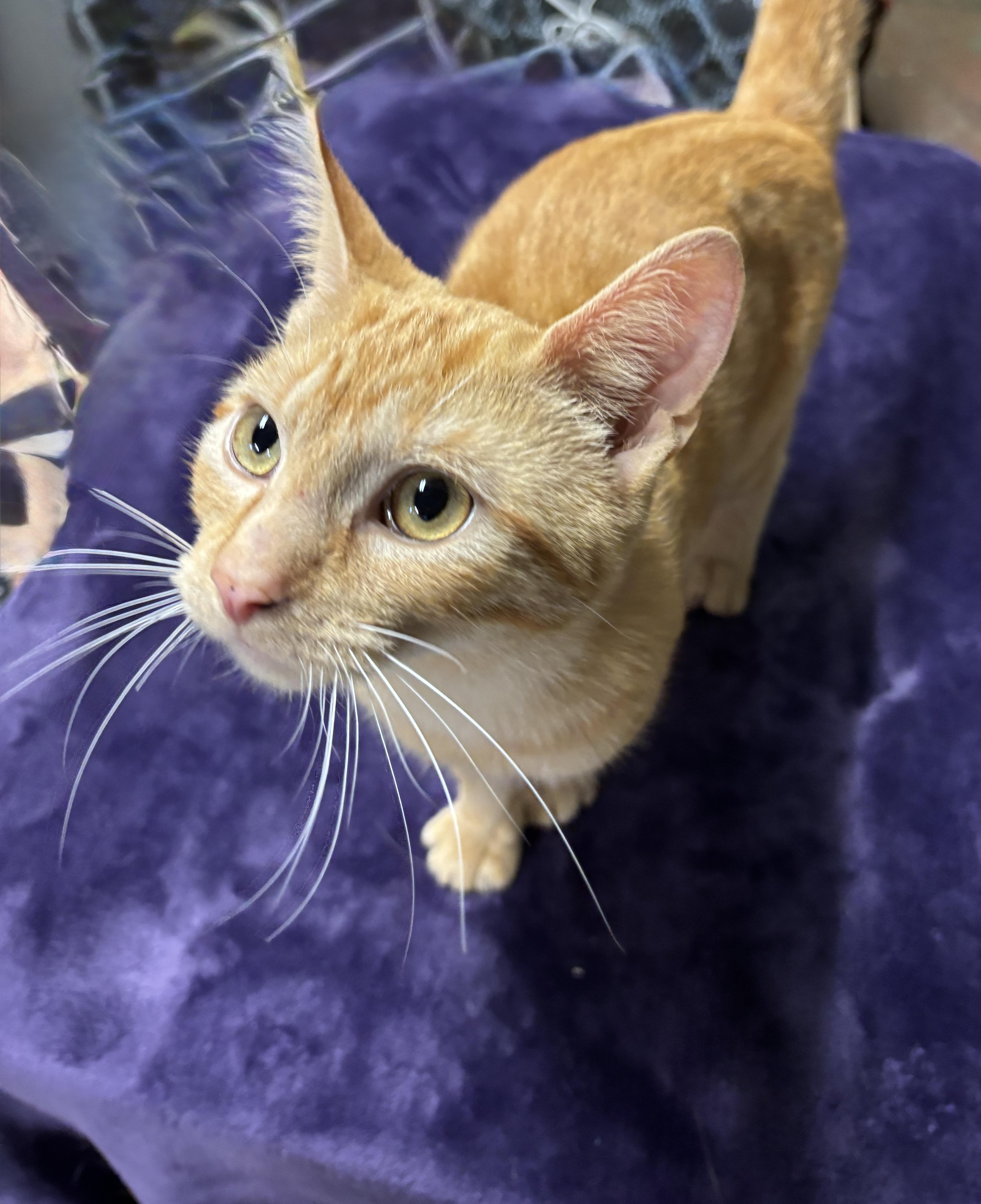 GARFIELD, a ADOPTABLE Domestic Short Hair in Shakespeare, ON image 3/3