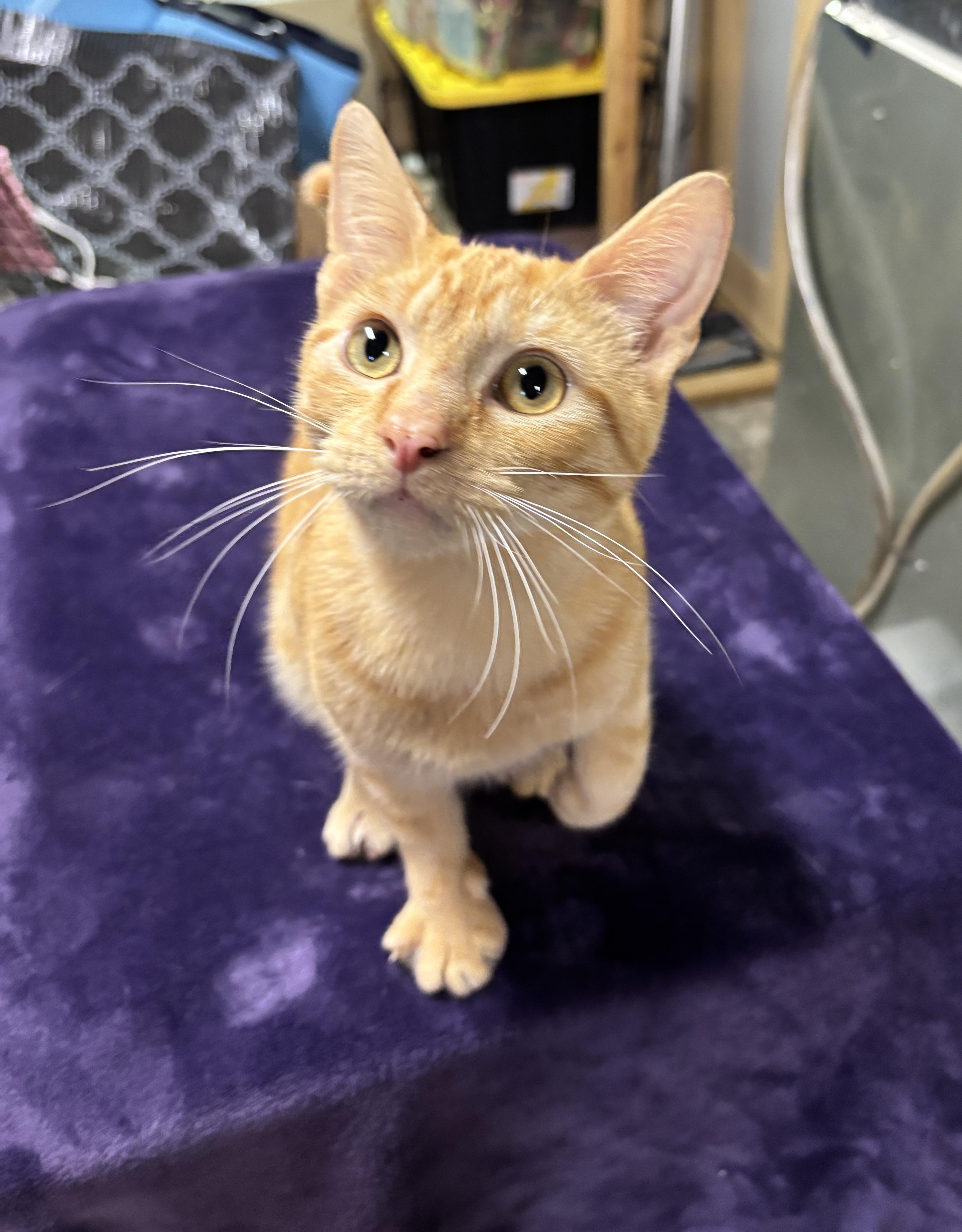 GARFIELD, a ADOPTABLE Domestic Short Hair in Shakespeare, ON image 2/3