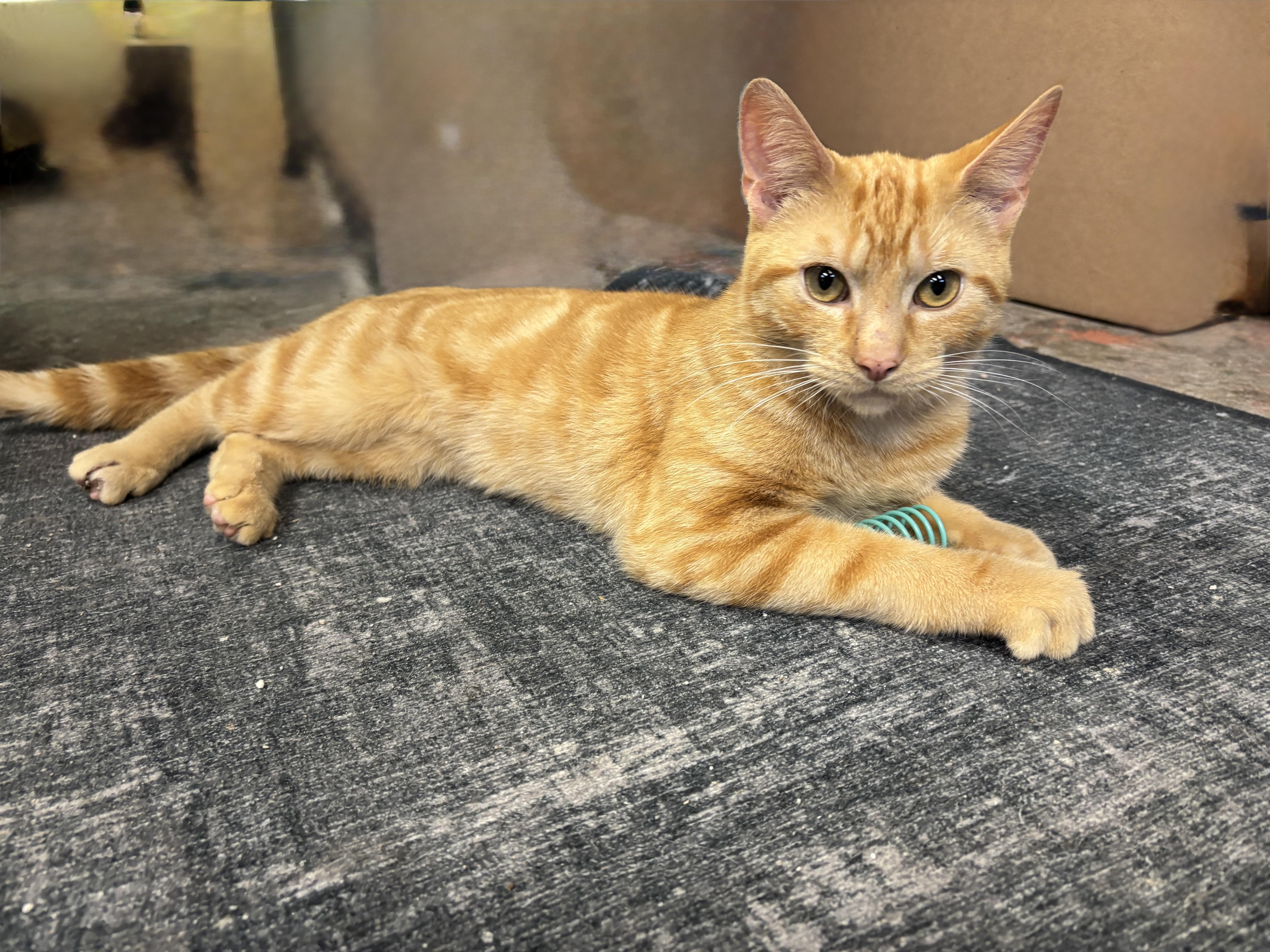 GARFIELD, a ADOPTABLE Domestic Short Hair in Shakespeare, ON image 1/3
