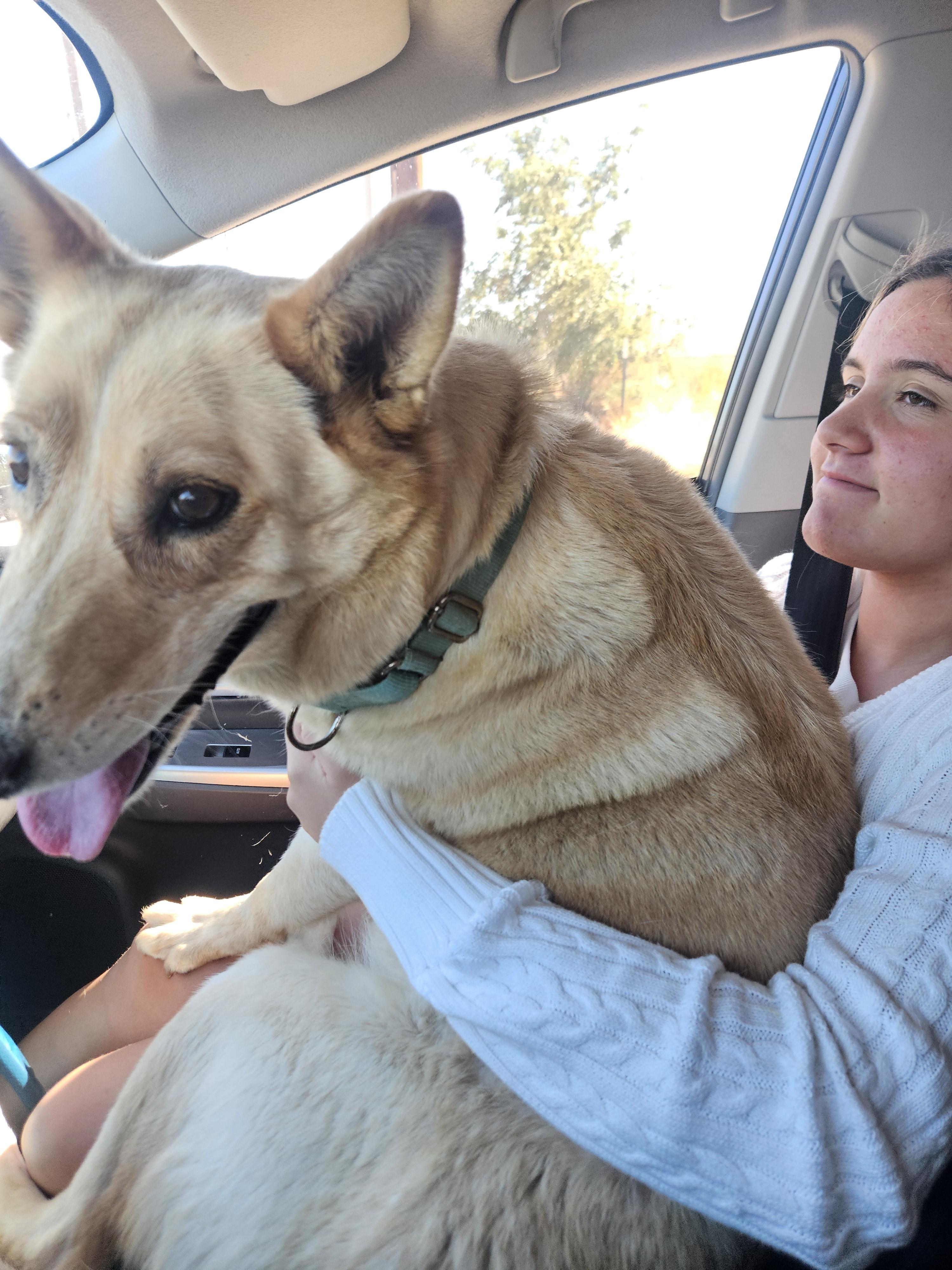 Enlarge Biscuit, a Adoptable mixed breed in Lancaster, CA image 4/5