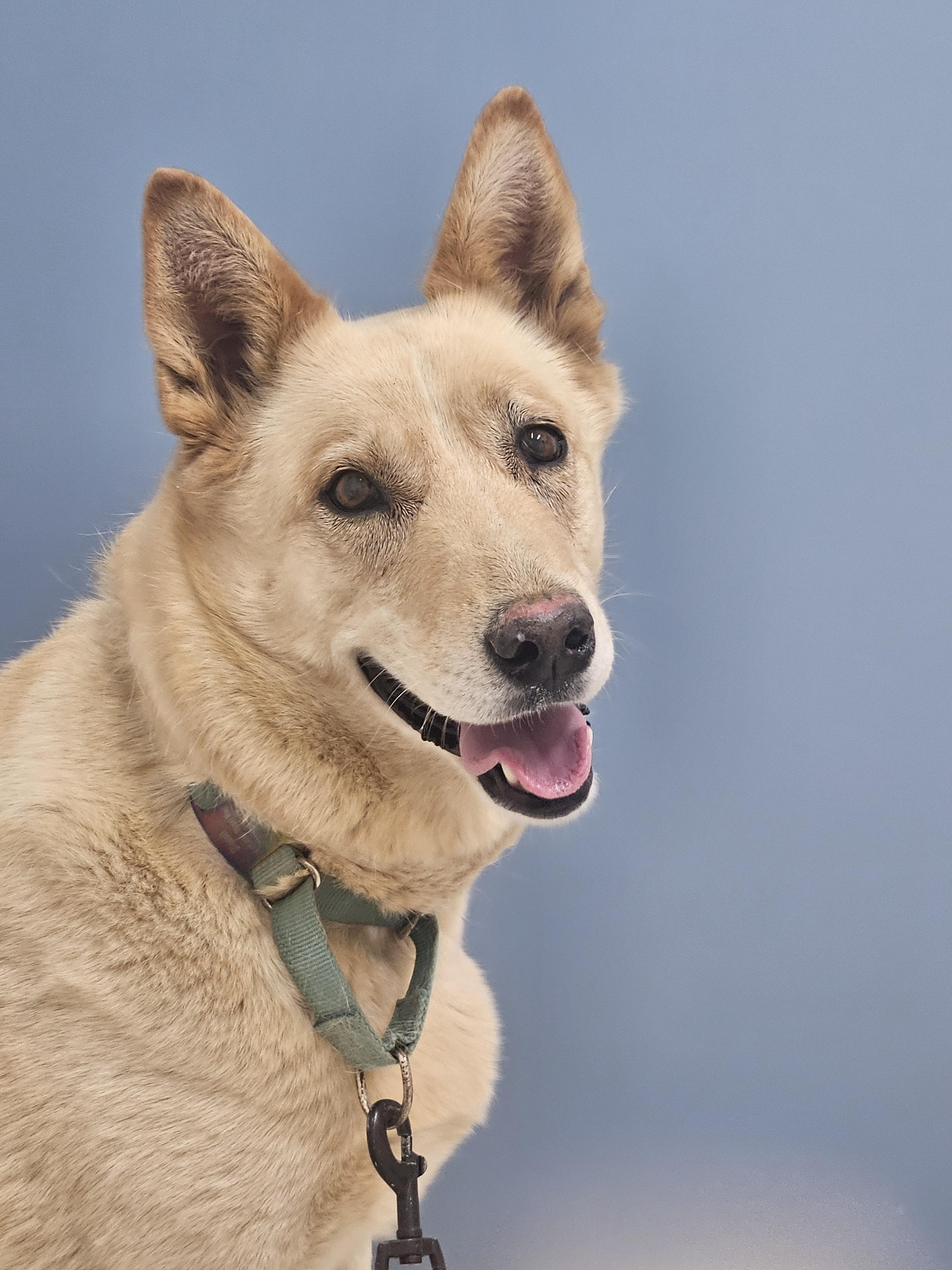Enlarge Biscuit, a Adoptable mixed breed in Lancaster, CA image 1/5