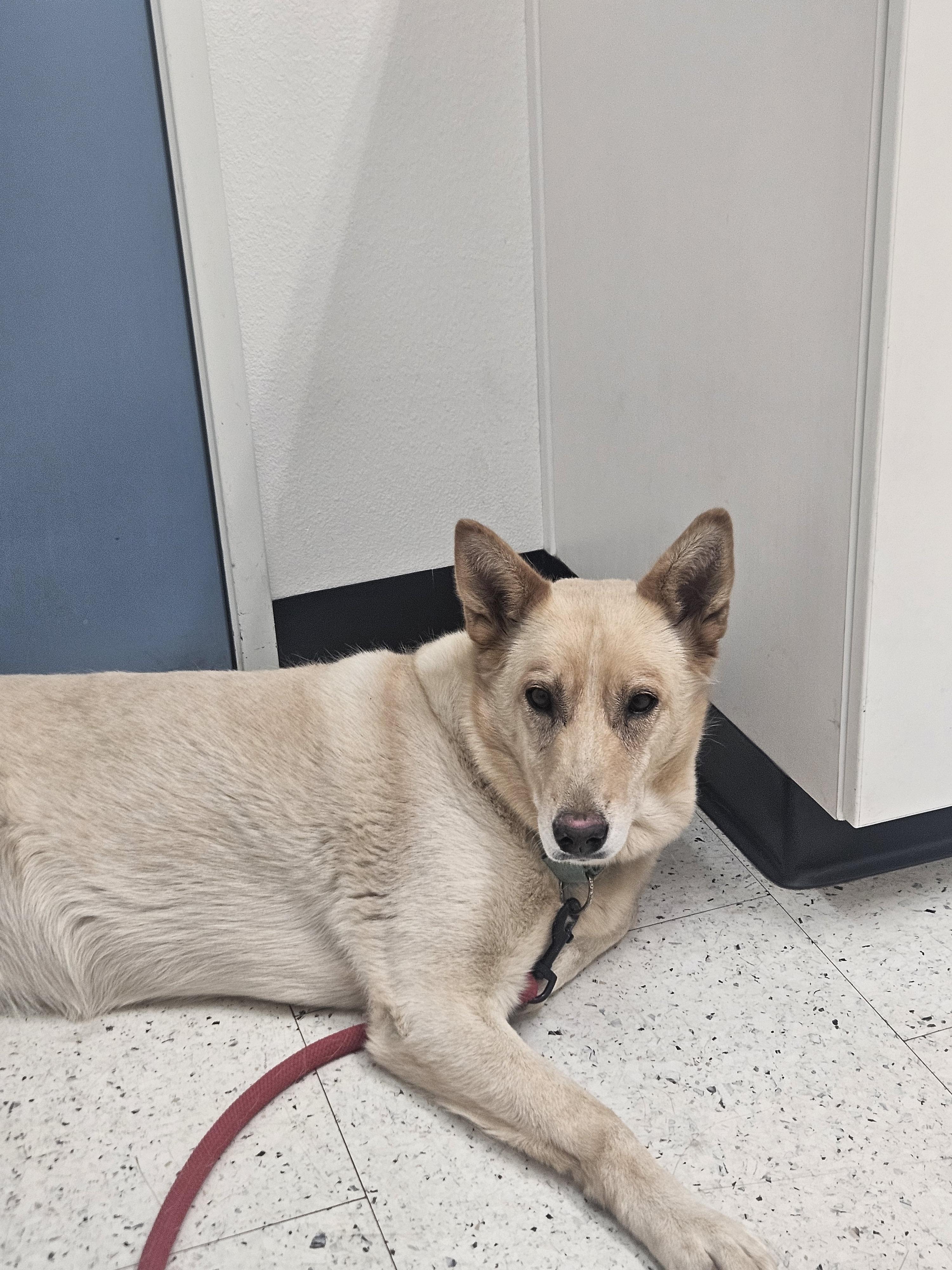 Enlarge Biscuit, a Adoptable mixed breed in Lancaster, CA image 2/5