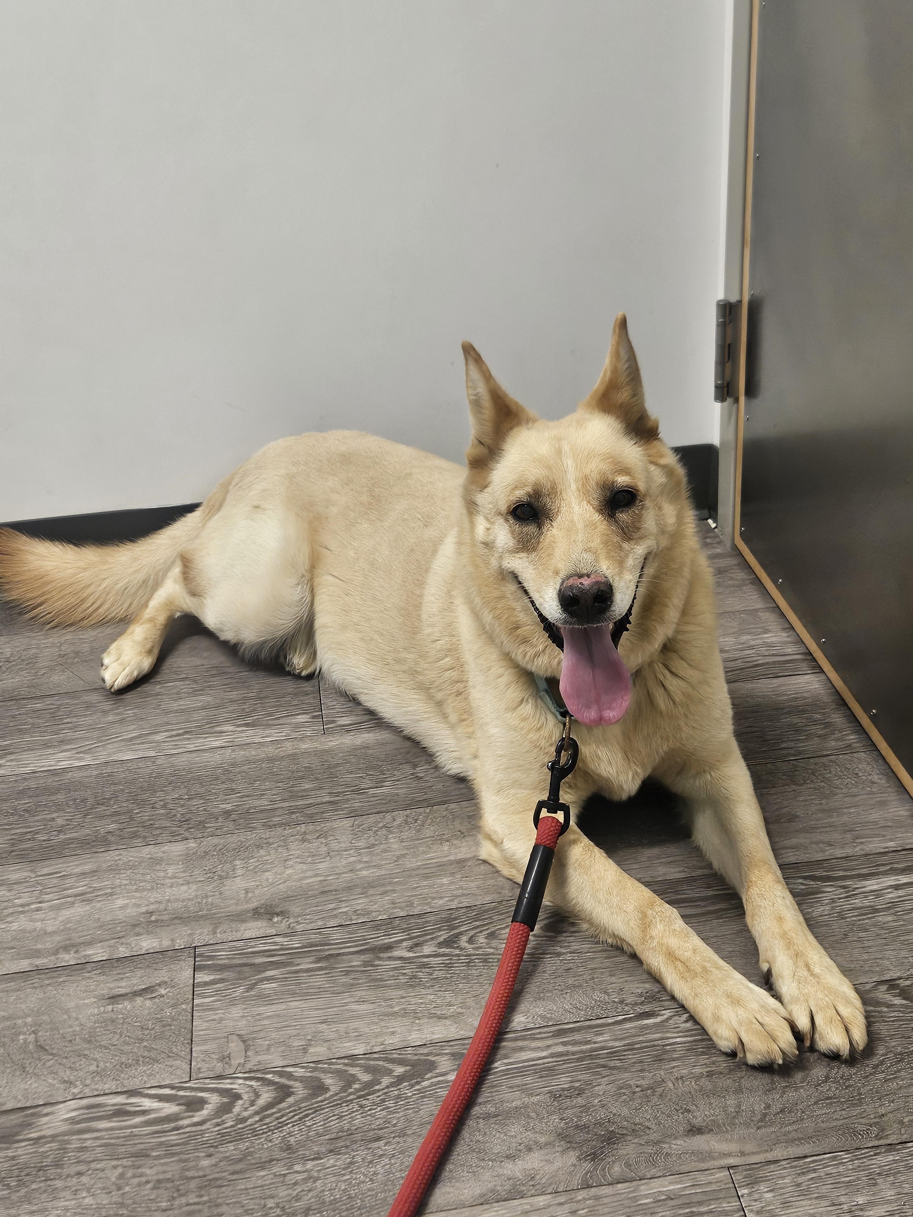 Enlarge Biscuit, a Adoptable mixed breed in Lancaster, CA image 3/5