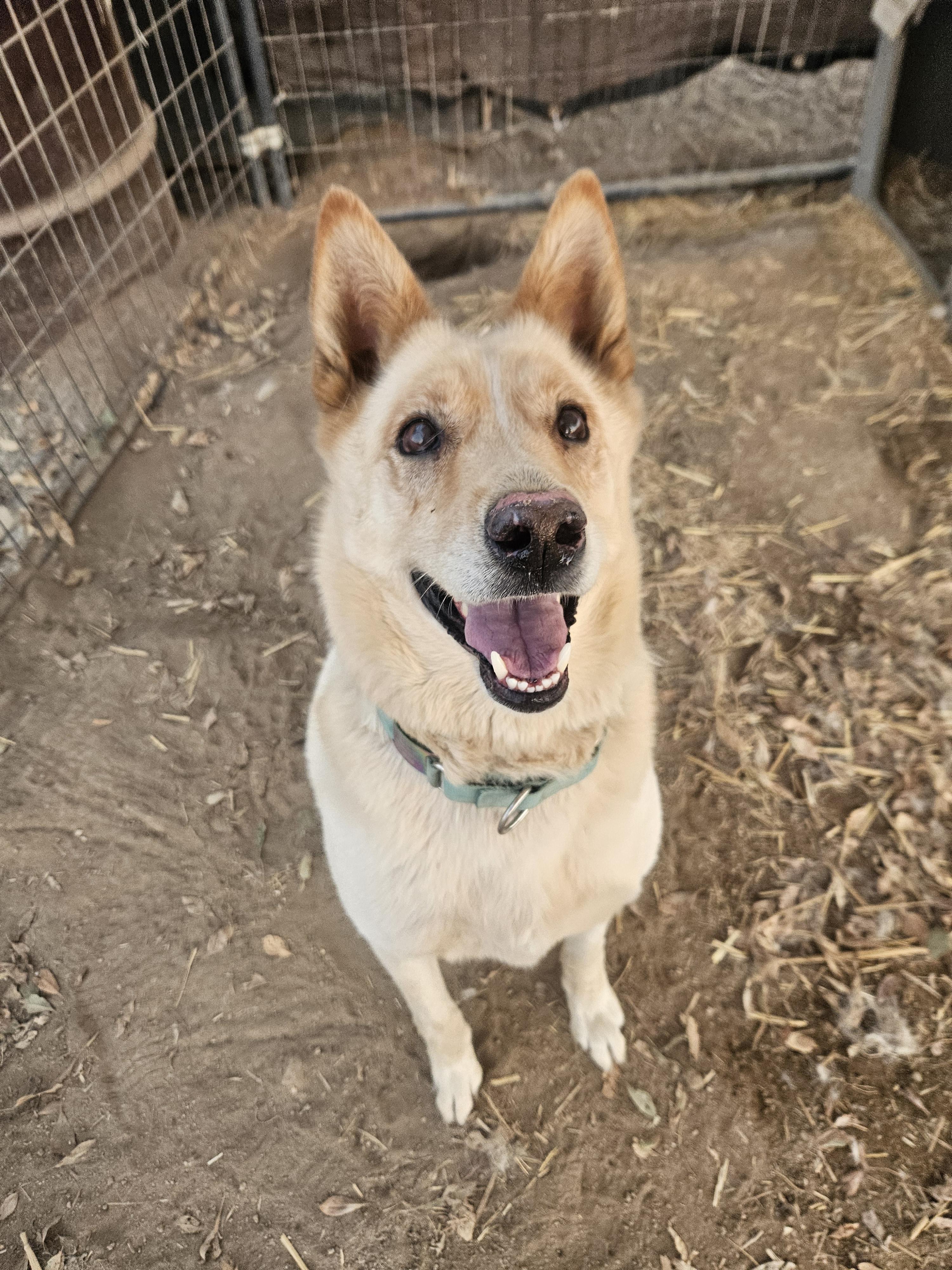 Enlarge Biscuit, a Adoptable mixed breed in Lancaster, CA image 5/5