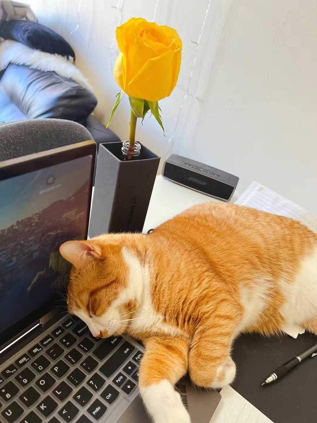 Enlarge Guai Guai, a ADOPTABLE mixed breed in Flushing, NY image 2/2