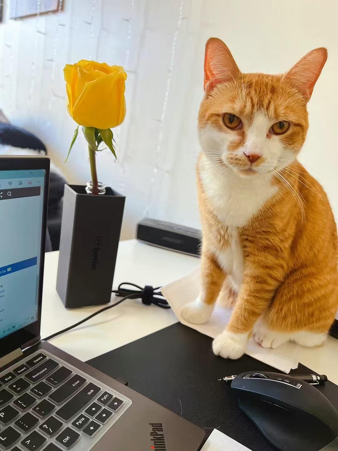 Enlarge Guai Guai, a ADOPTABLE mixed breed in Flushing, NY image 1/2