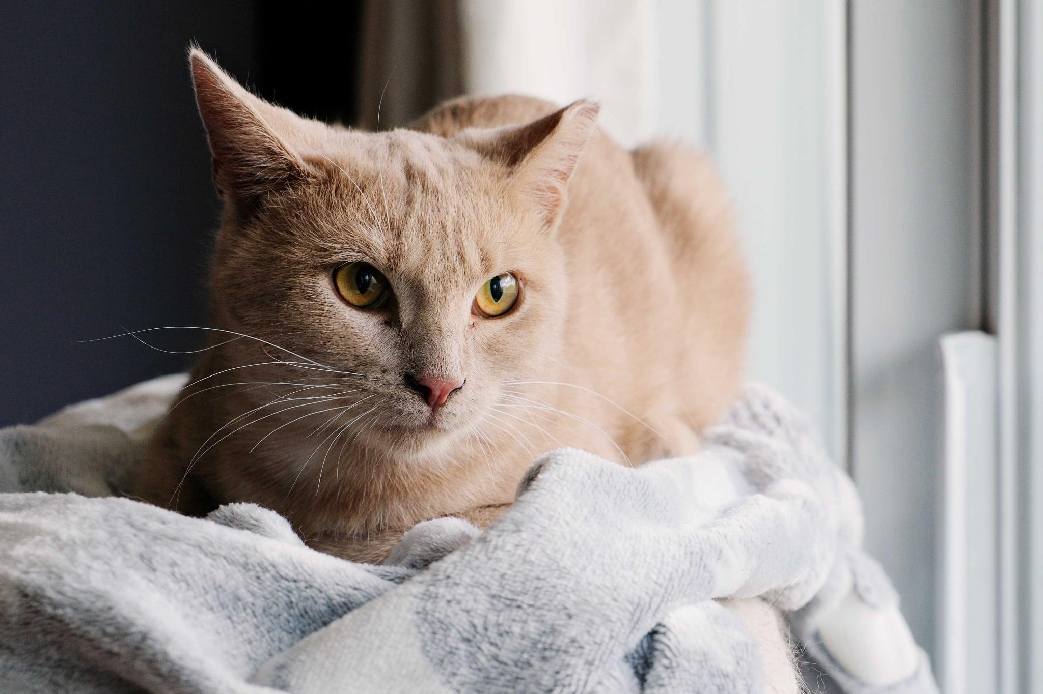 Enlarge Gustave, a Adoptable Domestic Short Hair in Montreal, QC image 4/5