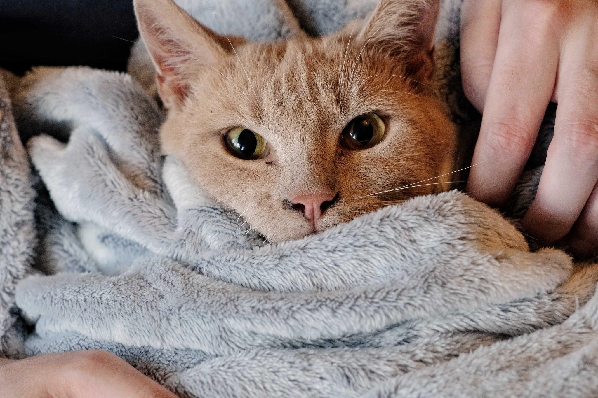 Enlarge Gustave, a Adoptable Domestic Short Hair in Montreal, QC image 2/5
