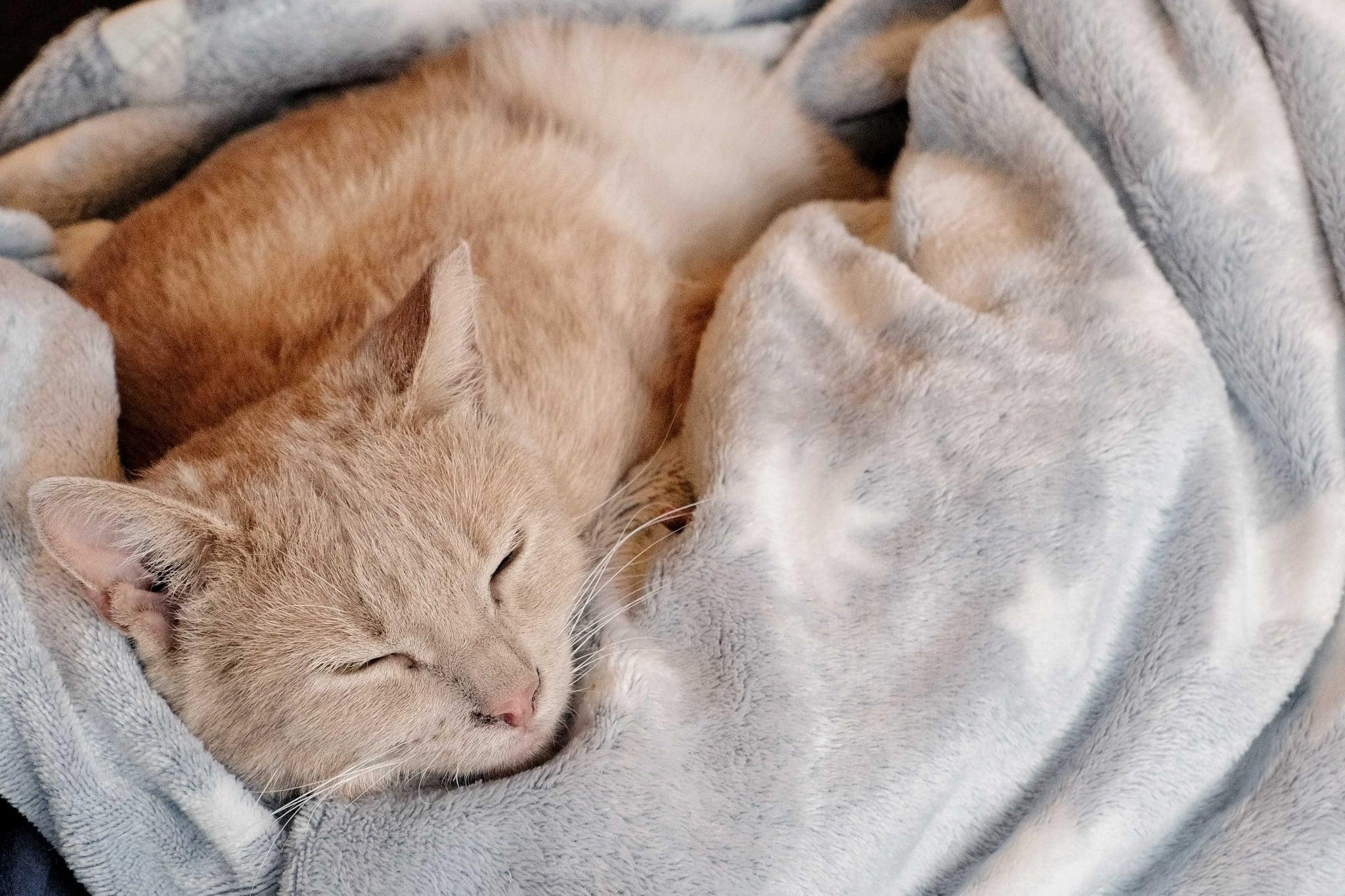 Enlarge Gustave, a Adoptable Domestic Short Hair in Montreal, QC image 3/5