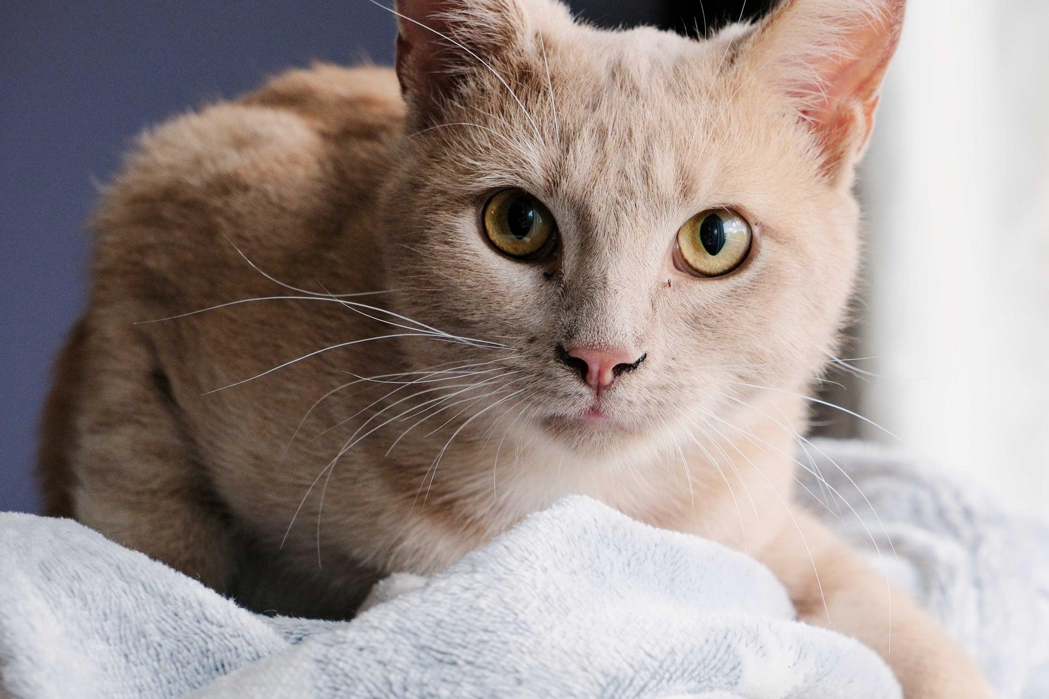 Gustave, Adoptable, Young Male Domestic Short Hair.