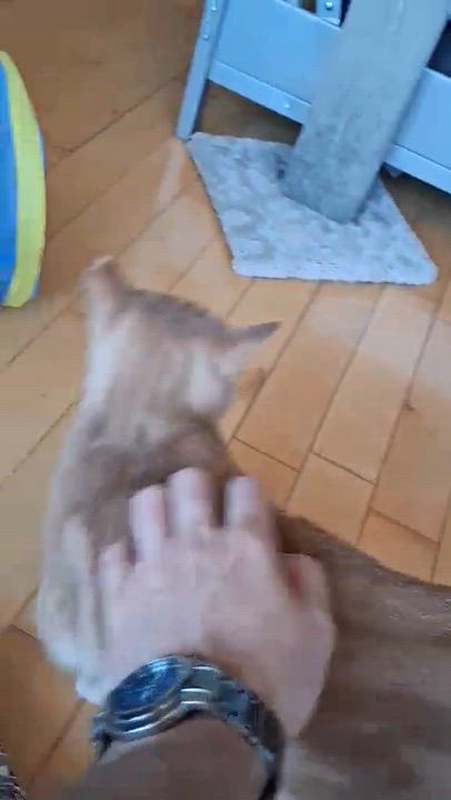 Enlarge Gustave, a Adoptable Domestic Short Hair in Montreal, QC video 5/5