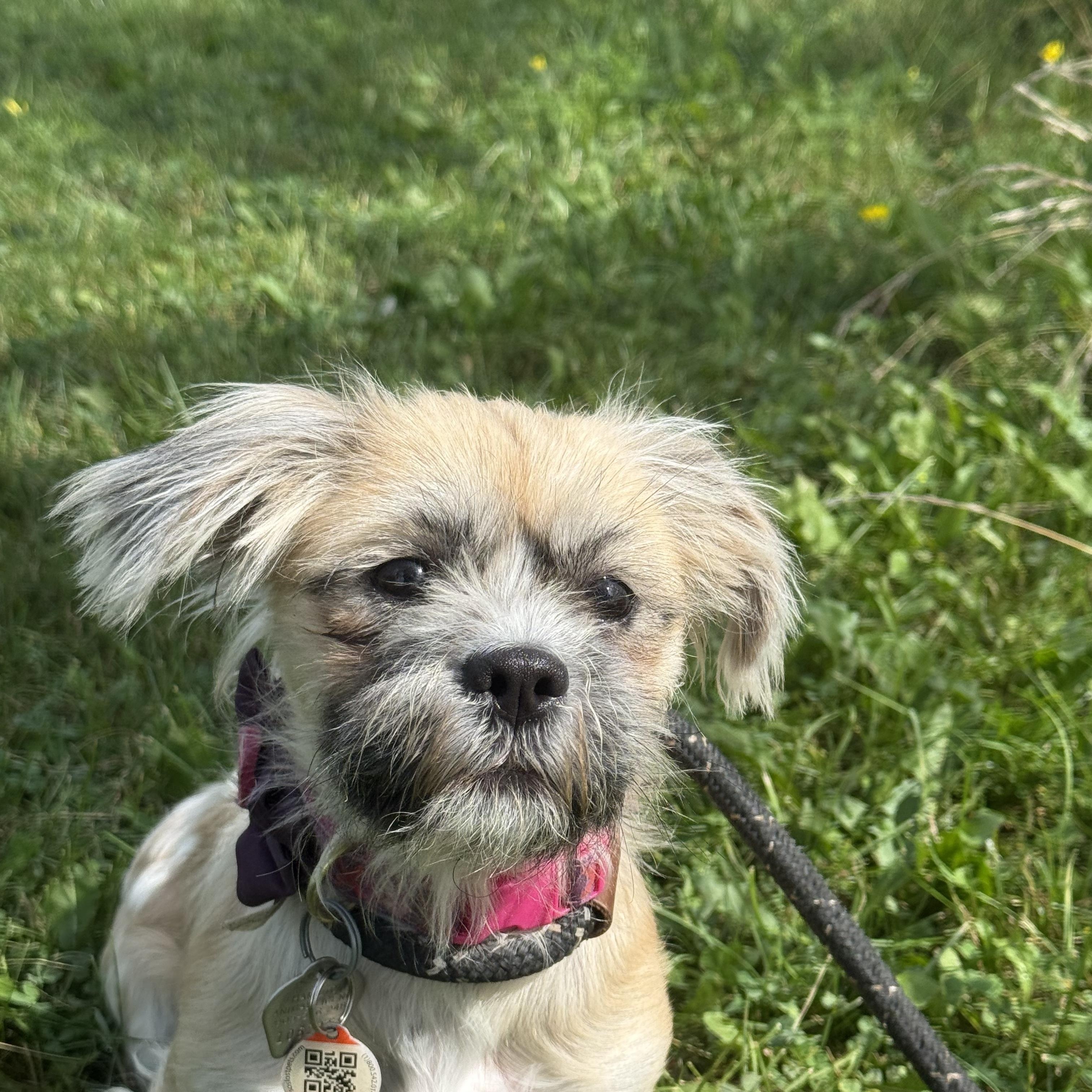 Tegan, an adoptable mixed breed in Hamilton, ON image 2/5