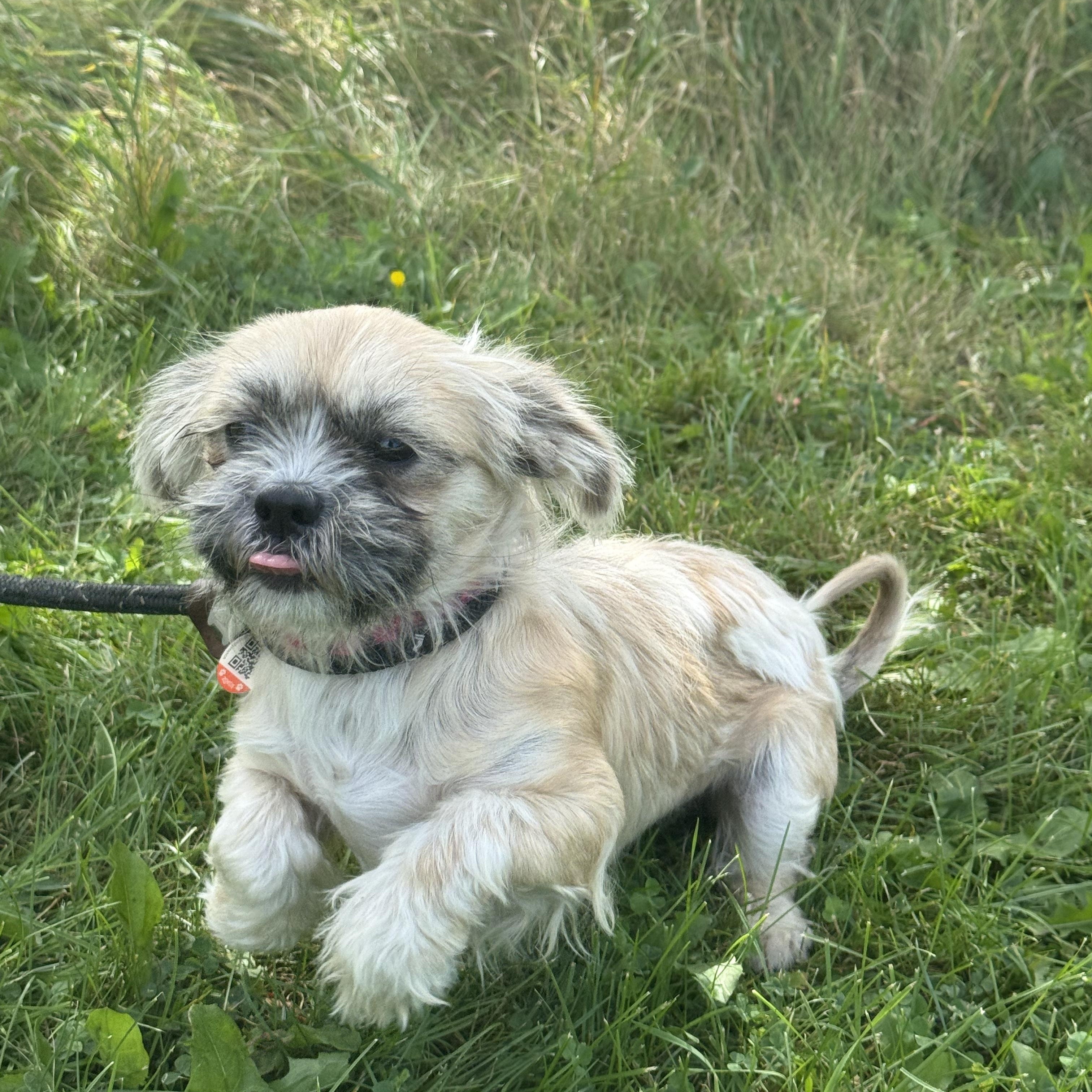 Tegan, an adoptable mixed breed in Hamilton, ON image 5/5
