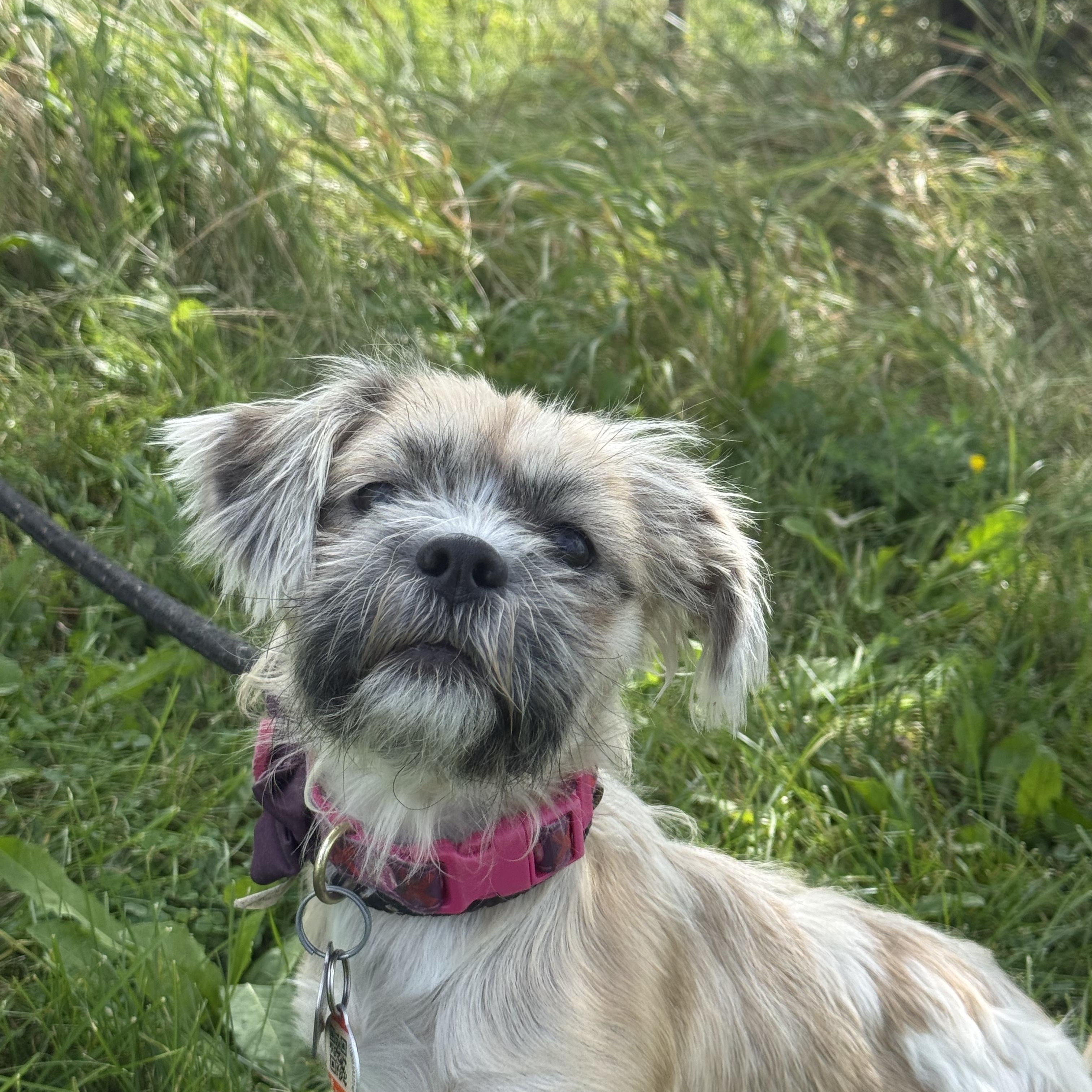 Tegan, an adoptable mixed breed in Hamilton, ON image 3/5