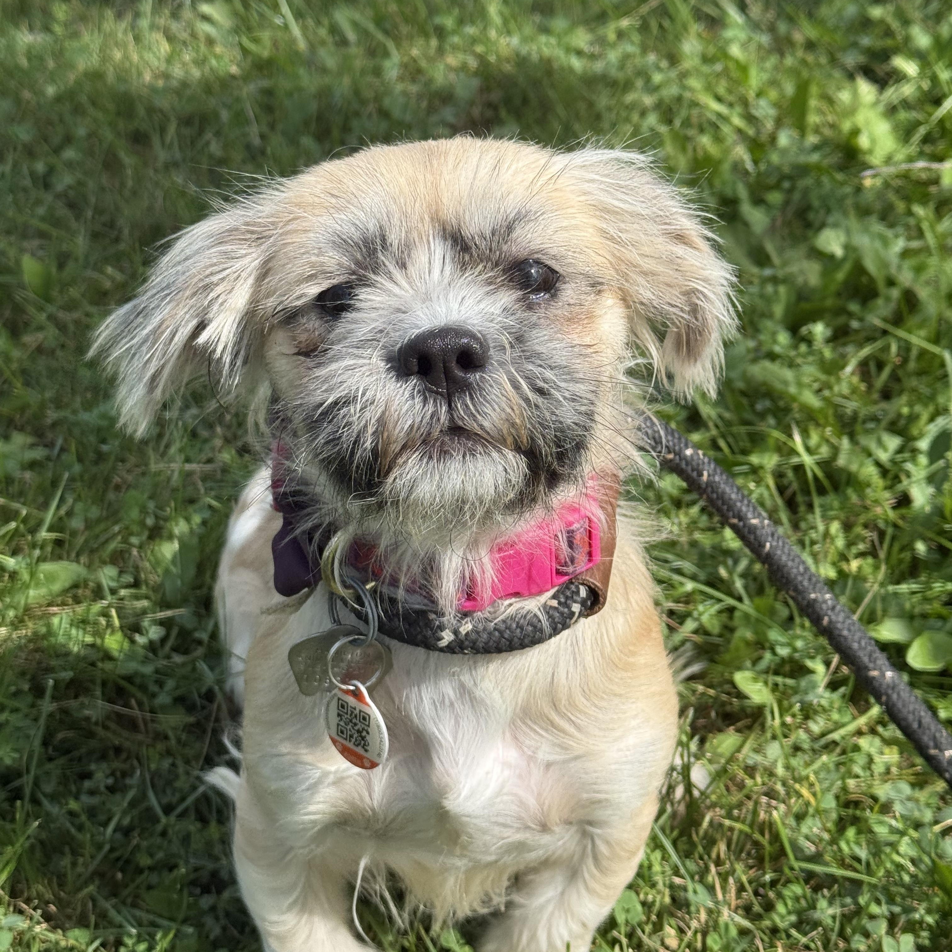 Tegan, an adoptable mixed breed in Hamilton, ON image 4/5