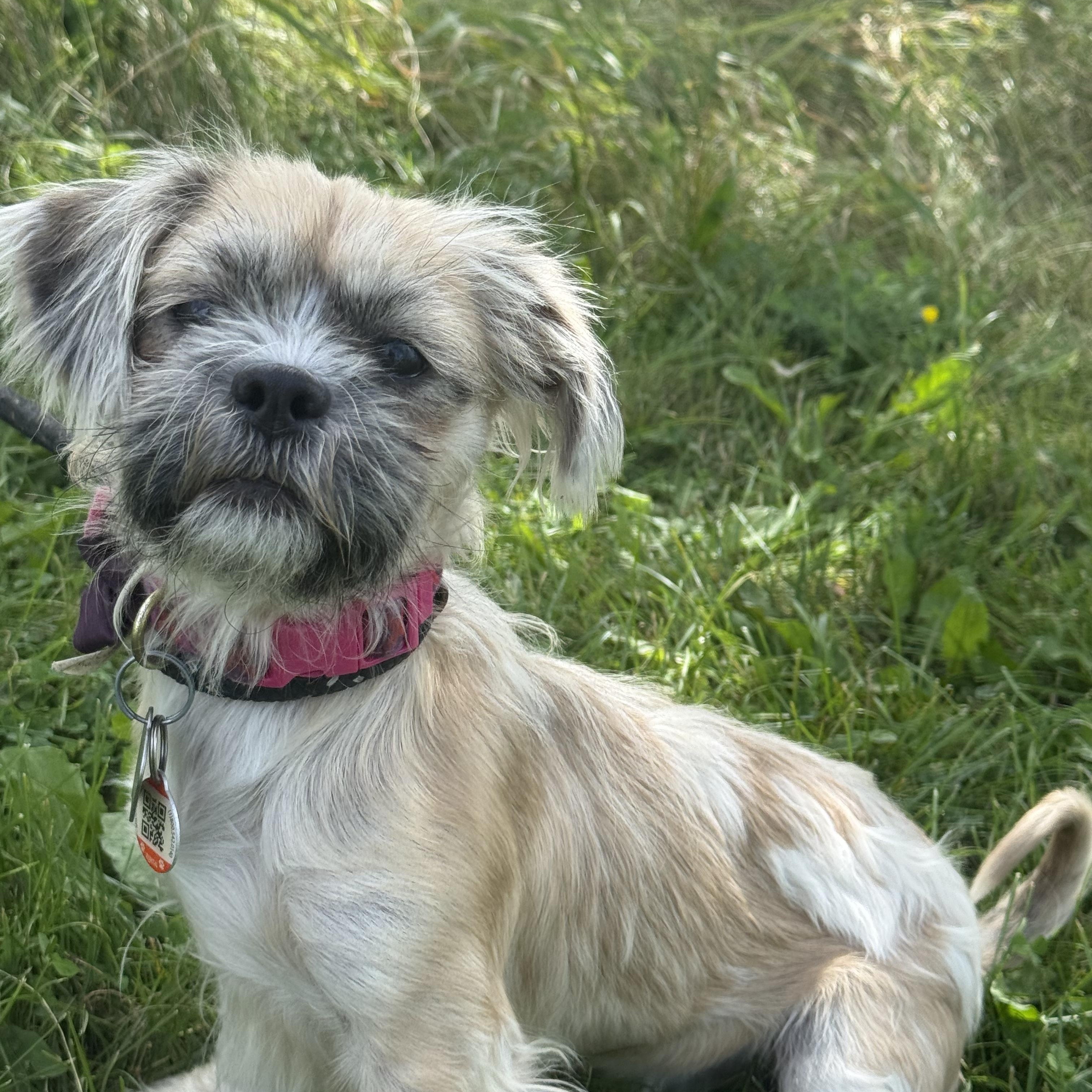 Tegan, adoptable, Young Female Shih Tzu.