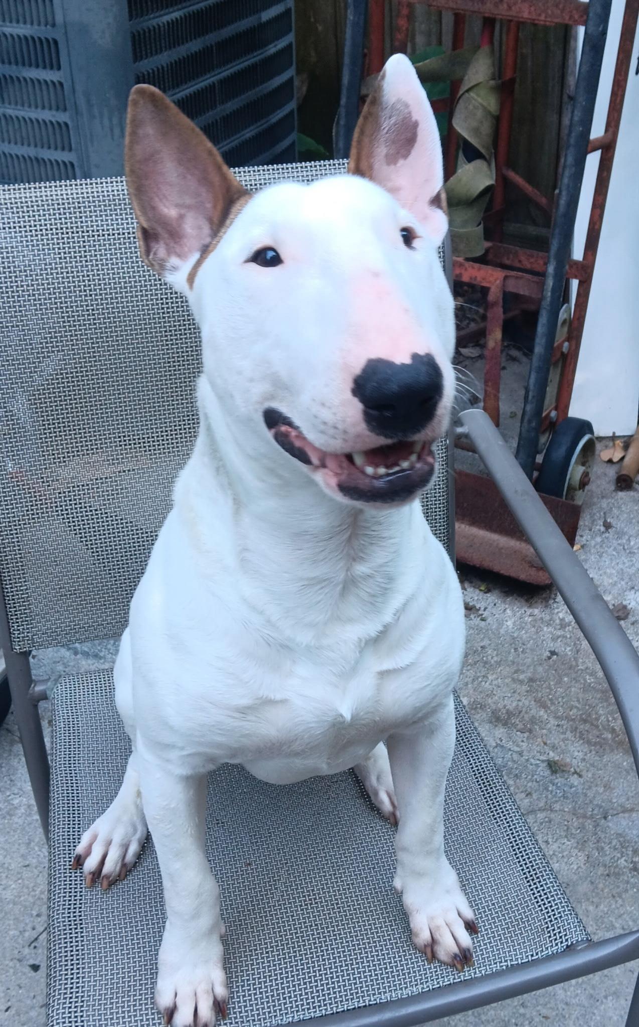 Enlarge 25-067 Bodger, a Adoptable Bull Terrier in New York, NY image 1/6