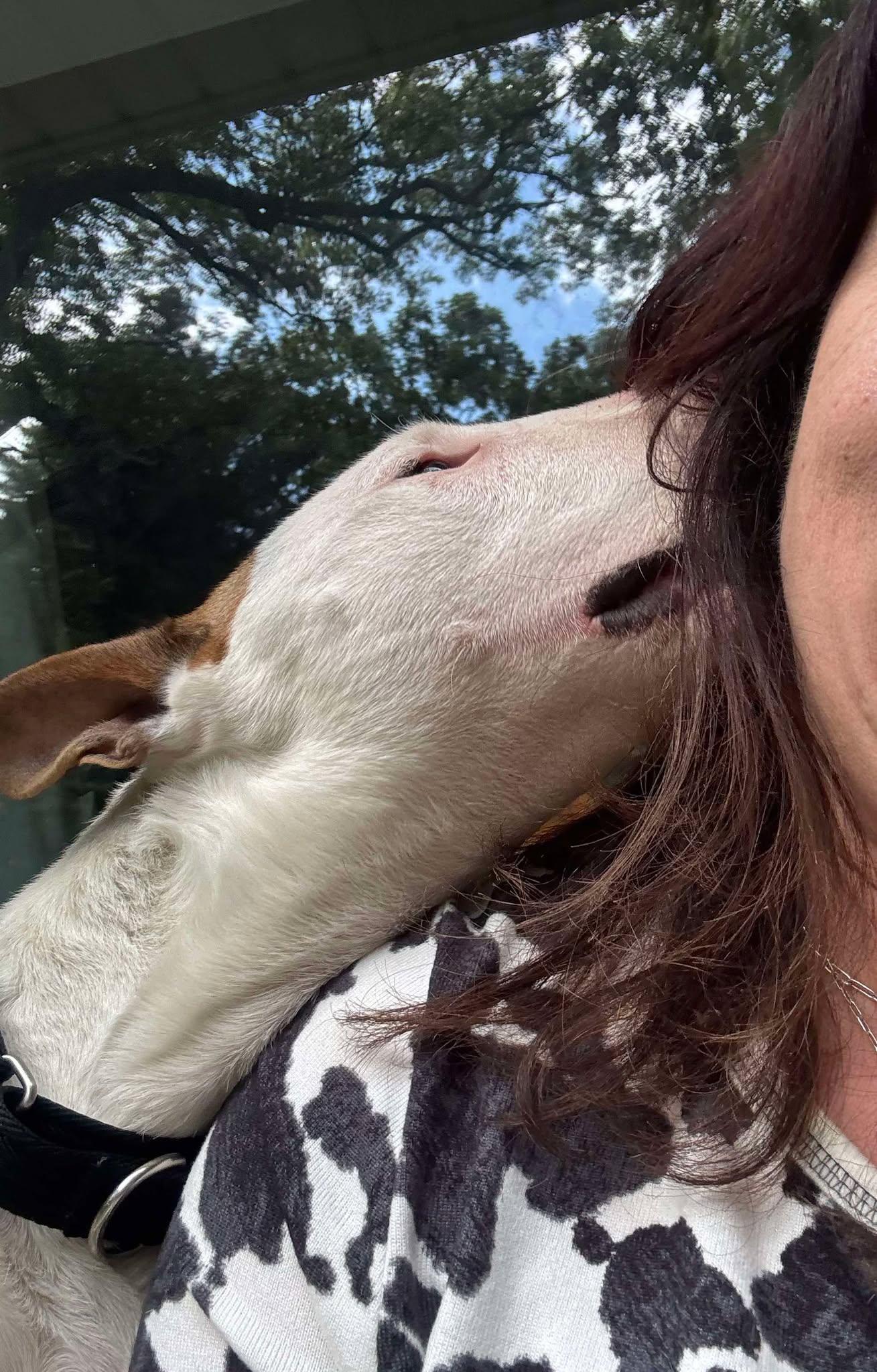 Enlarge 25-067 Bodger, a Adoptable Bull Terrier in New York, NY image 2/6