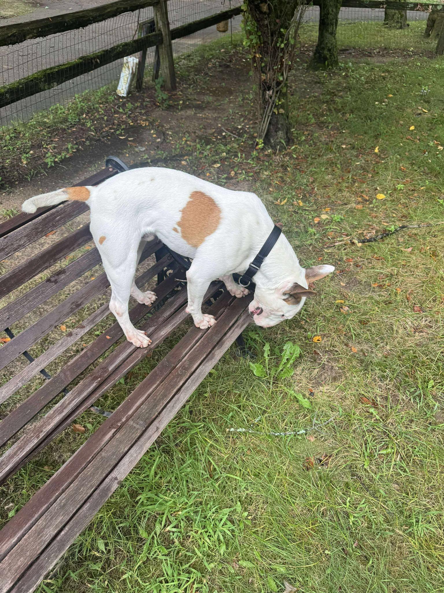 Enlarge 25-067 Bodger, a Adoptable Bull Terrier in New York, NY image 3/6