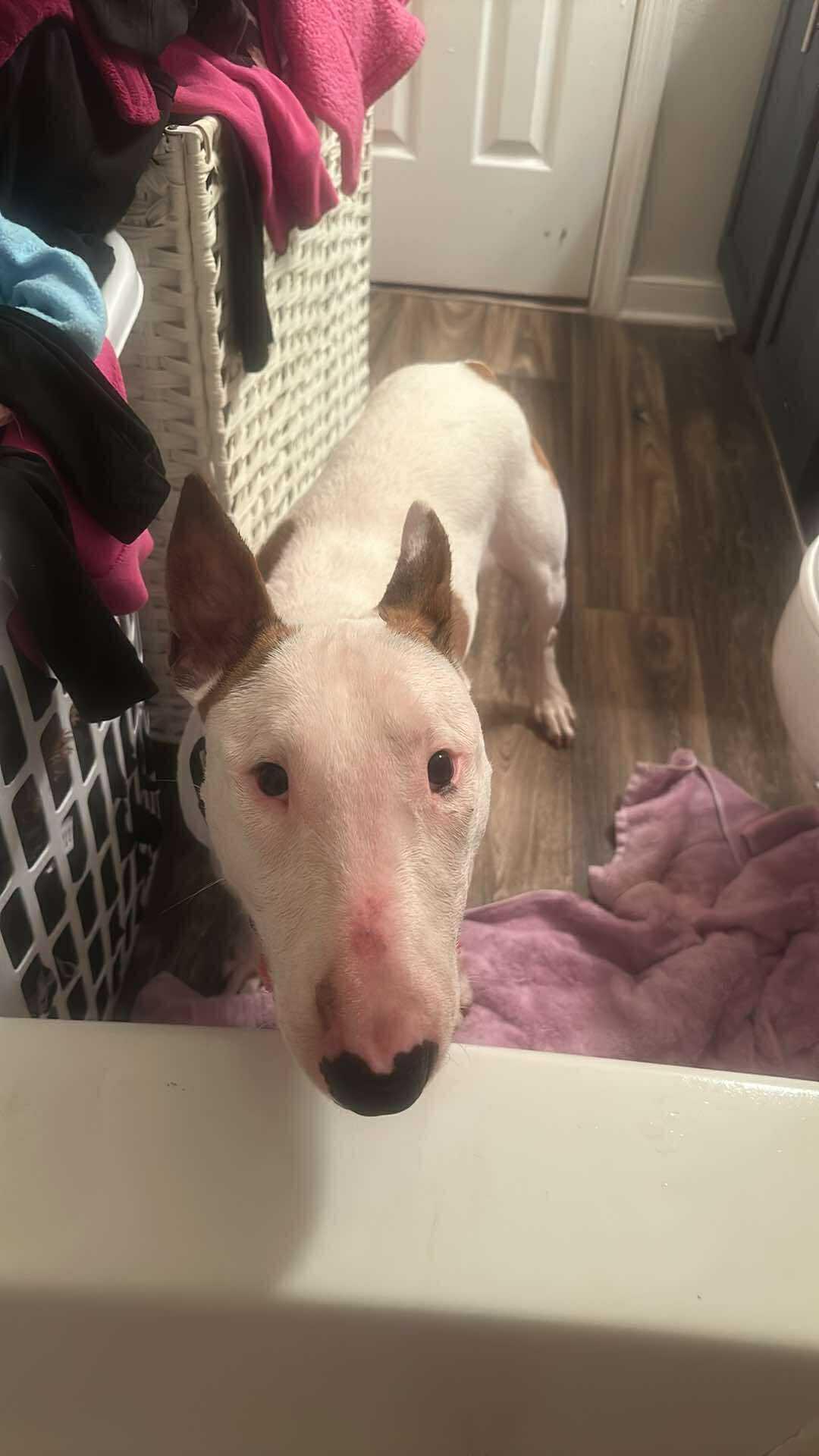 Enlarge 25-067 Bodger, a Adoptable Bull Terrier in New York, NY image 5/6