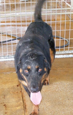 Enlarge Rico, a Adoptable mixed breed in Floresville, TX image 1/1