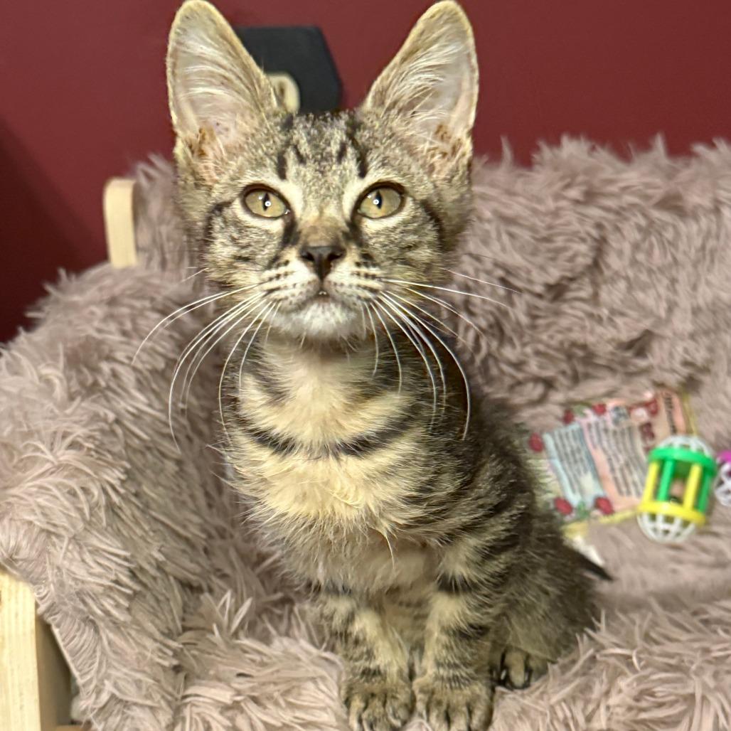 Bronco, Adoptable, Kitten Male Domestic Short Hair.