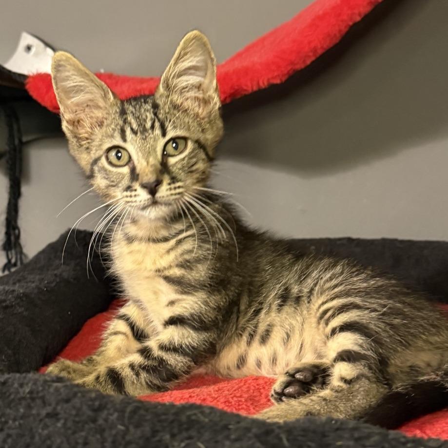 Bronco, a Adoptable Domestic Short Hair in Jupiter, FL image 2/6