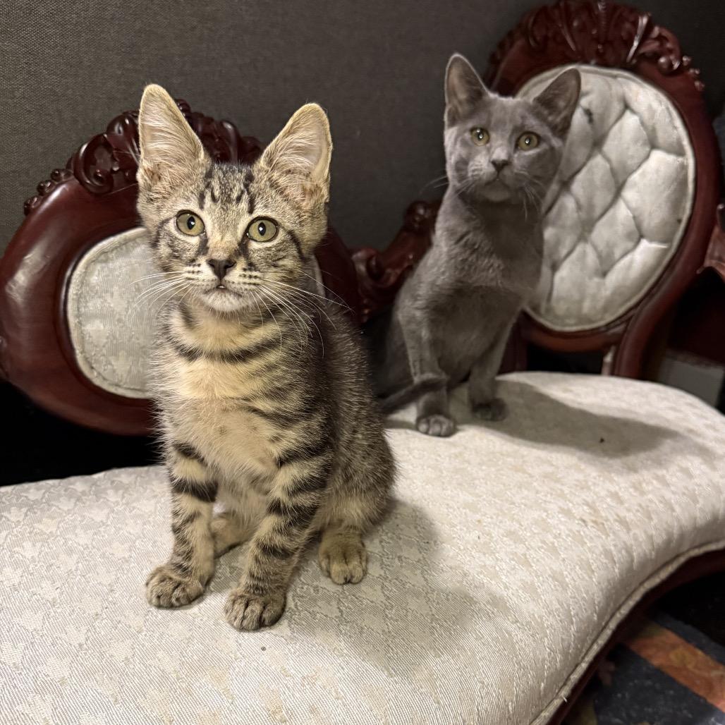 Bronco, a Adoptable Domestic Short Hair in Jupiter, FL image 3/6