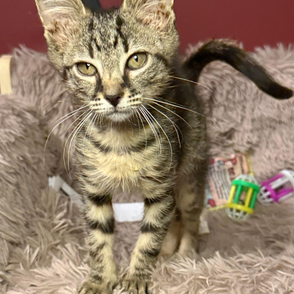 Bronco, a Adoptable Domestic Short Hair in Jupiter, FL image 4/6