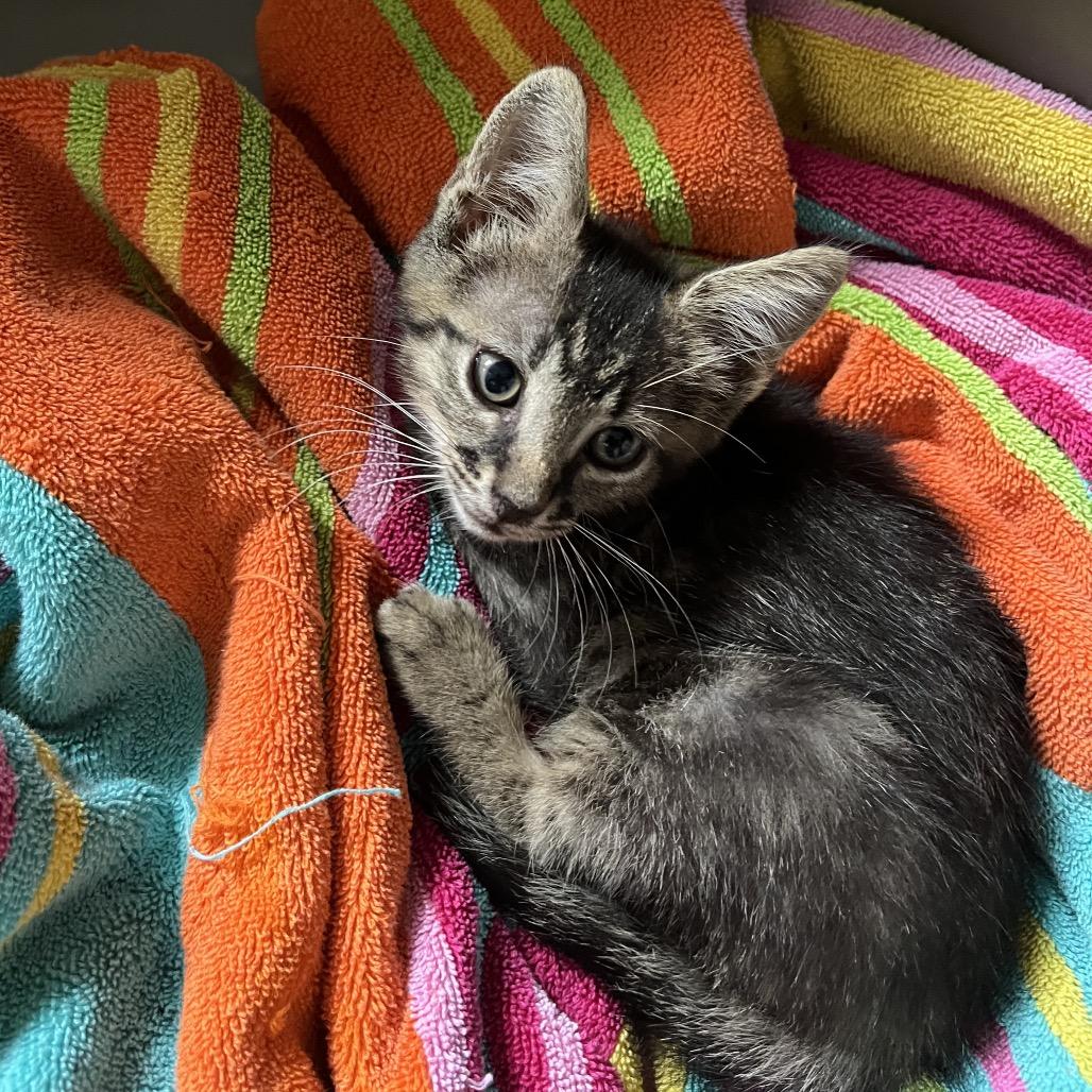 Bronco, a Adoptable Domestic Short Hair in Jupiter, FL image 5/6