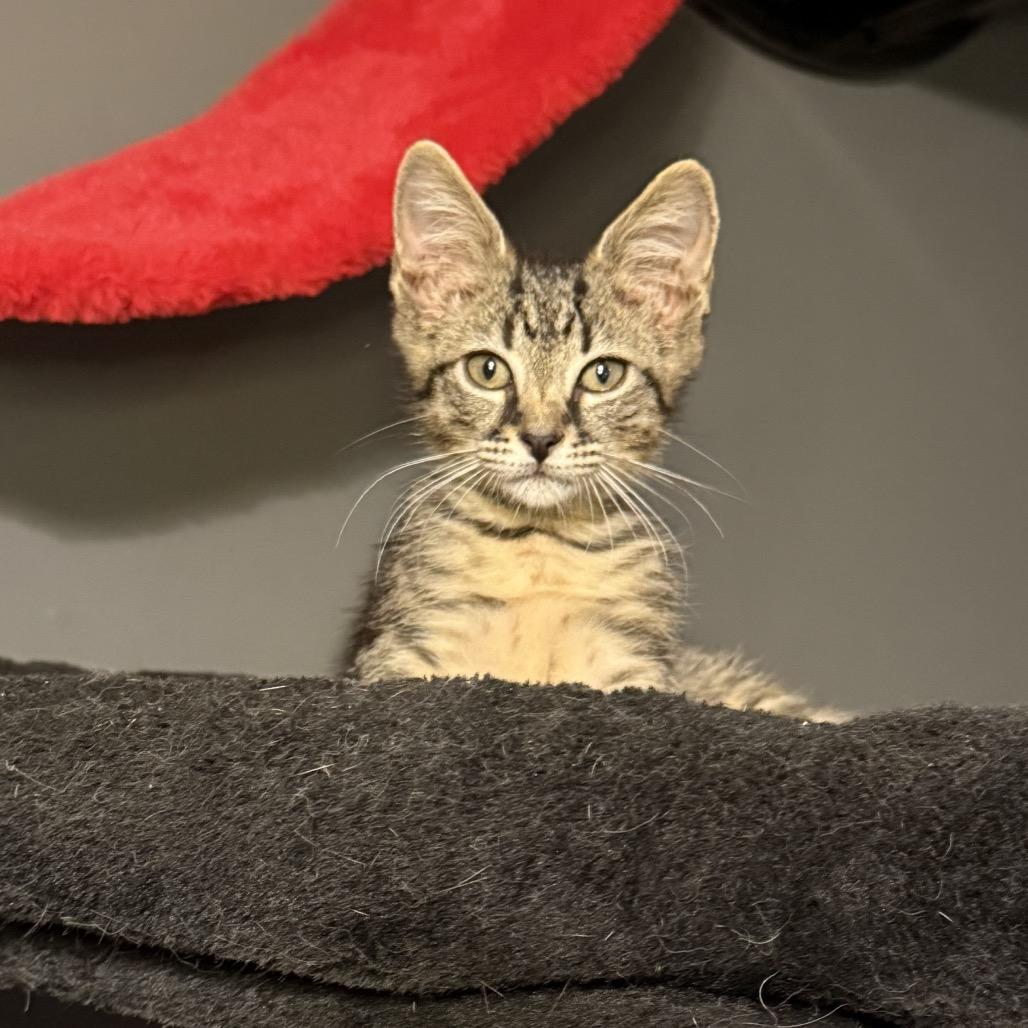 Bronco, a Adoptable Domestic Short Hair in Jupiter, FL image 6/6