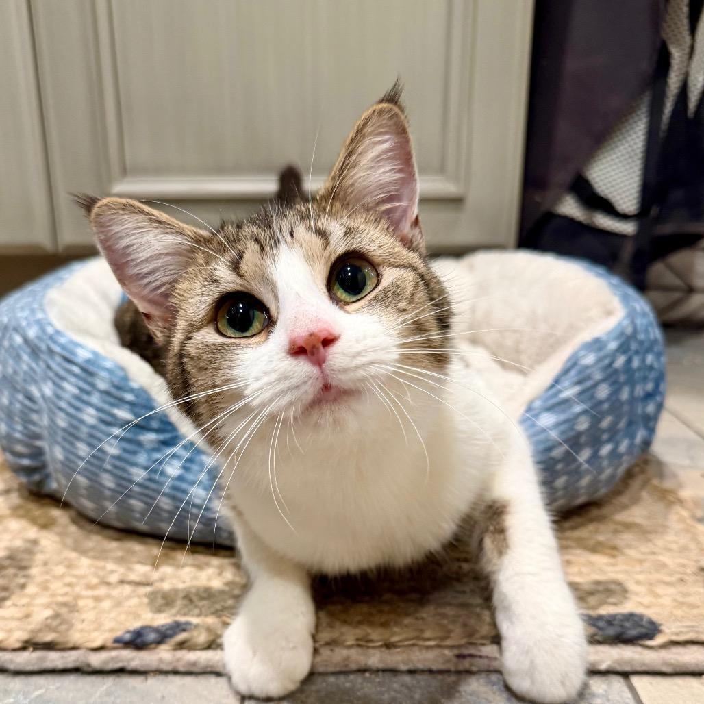 Enlarge Tikka, a Adoptable Domestic Short Hair in Shelbyville, IN image 1/1